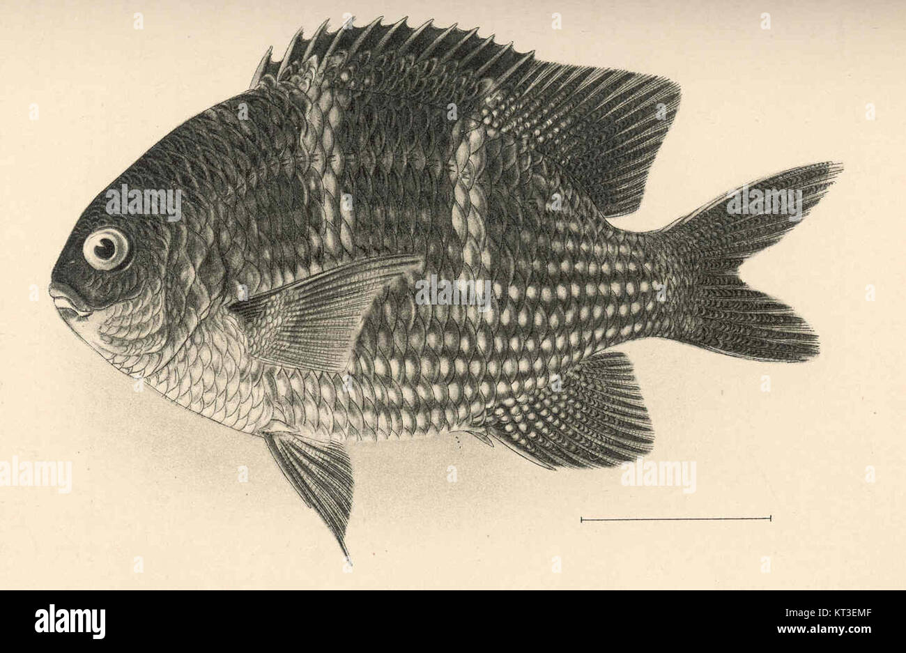 Glyphisodon sindonis is a species identified by Jordan & Evermann. It ...