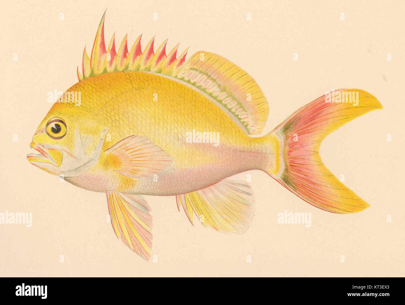 Ecological significance in aquatic environments hi-res stock ...