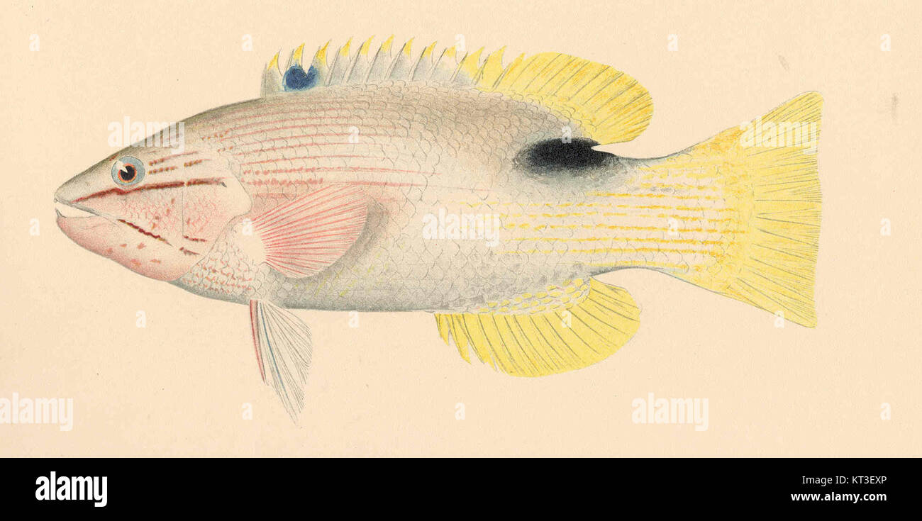 Lepidaplois bilunulatus, now recognized as Bodianus bilunulatus, commonly known as the tarry hogfish, is a species of wrasse native to the Indo-Pacific region, including areas from the African coast to Japan, New Caledonia, and the Philippines. Stock Photo