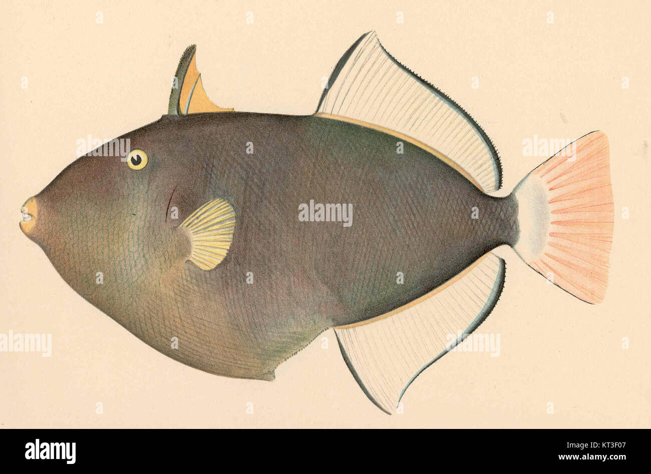 Humuhumu hi-res stock photography and images - Alamy