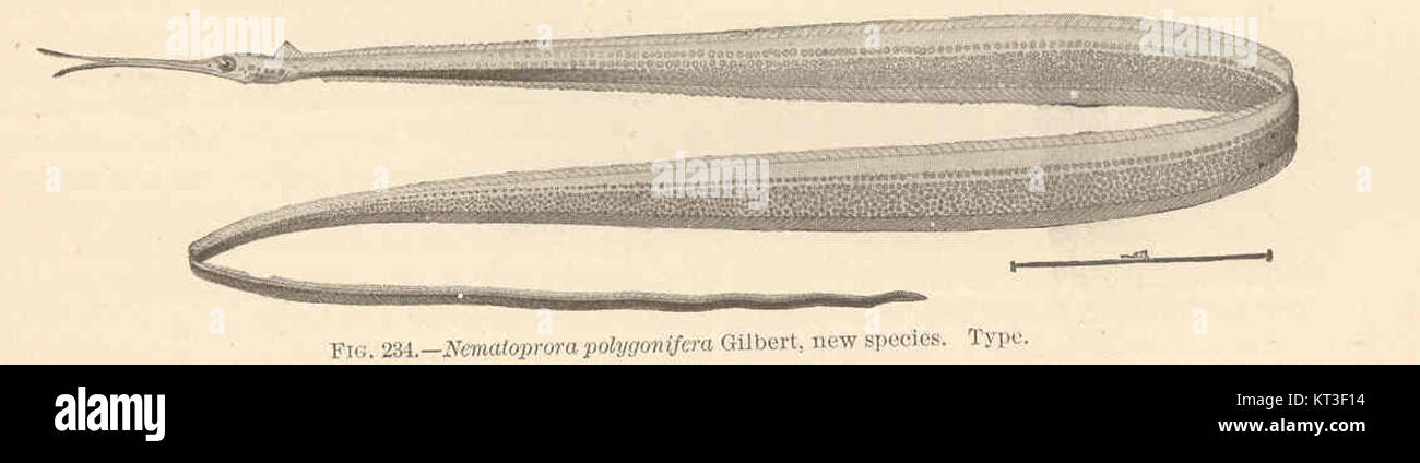 The title refers to a new species of insect, Nematoprora polygonifera ...