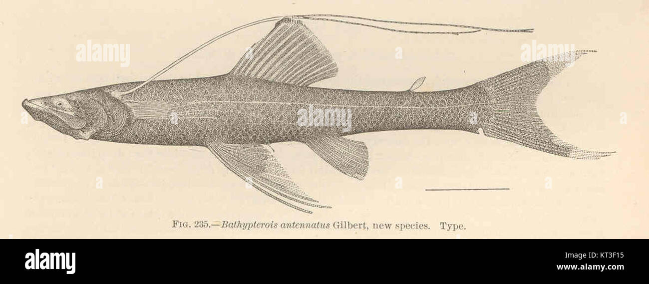 Bathypterois antennatus, a newly identified species of deep-sea fish ...