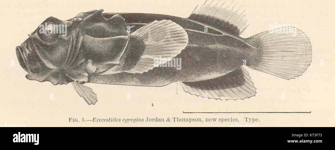 The species Execestides egregius, described by Jordan & Thompson, is a newly identified species in the field of marine biology. It provides new insights into marine life and contributes to the understanding of marine biodiversity. Stock Photo