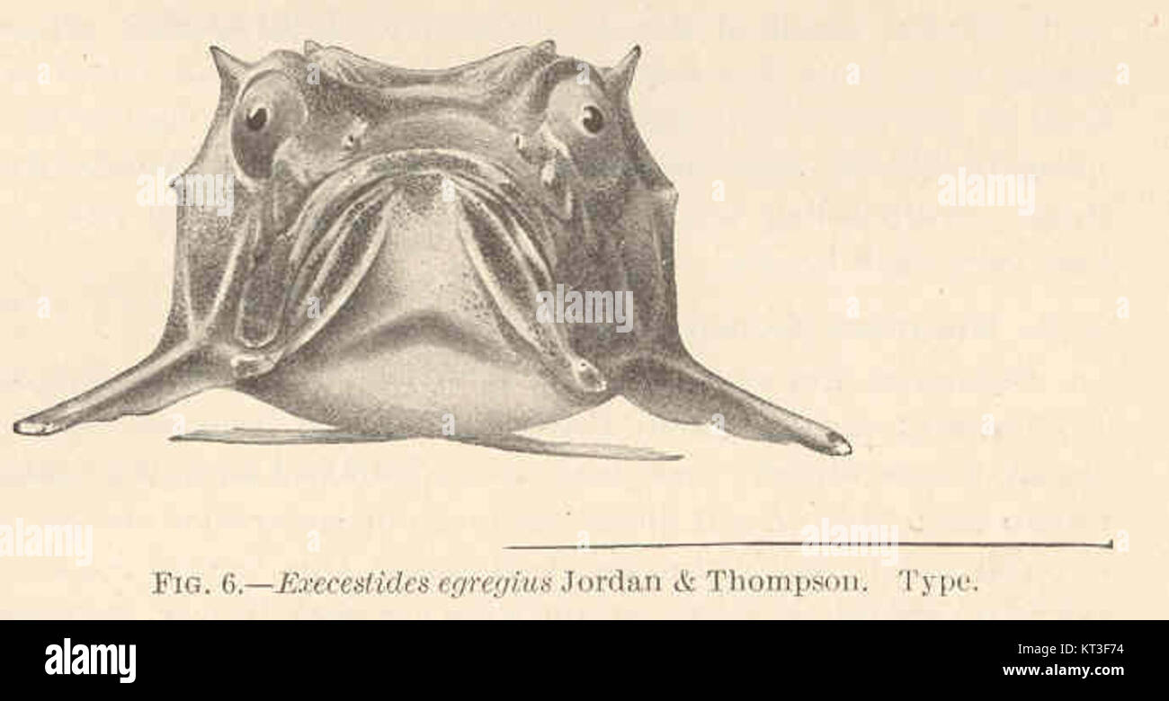 Execestides egregius, identified by Jordan and Thompson, is a species of fish belonging to the family Serranidae. This species is characterized by its distinct morphological features and ecological habits in marine environments. Stock Photo