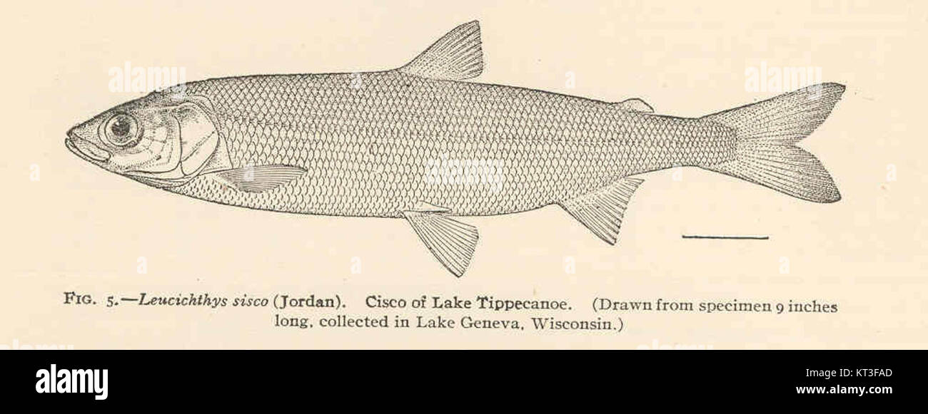 Jordan Cisco 42872 Leucichthys sisco (Jordan) Cisco of Lake Tippecanoe (Drawn from ...