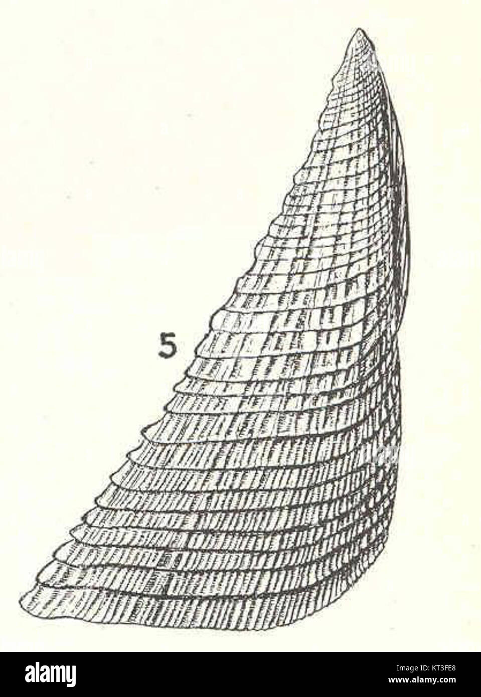 42955 Acasta spongites japonica Pilsbry - Scutum Stock Photo