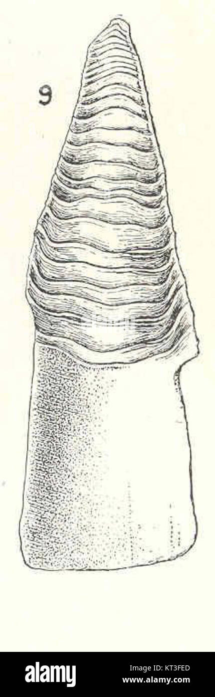 42959 Acasta spongites japonica Pilsbry - Plates of the wall, internal aspect, carina Stock Photo