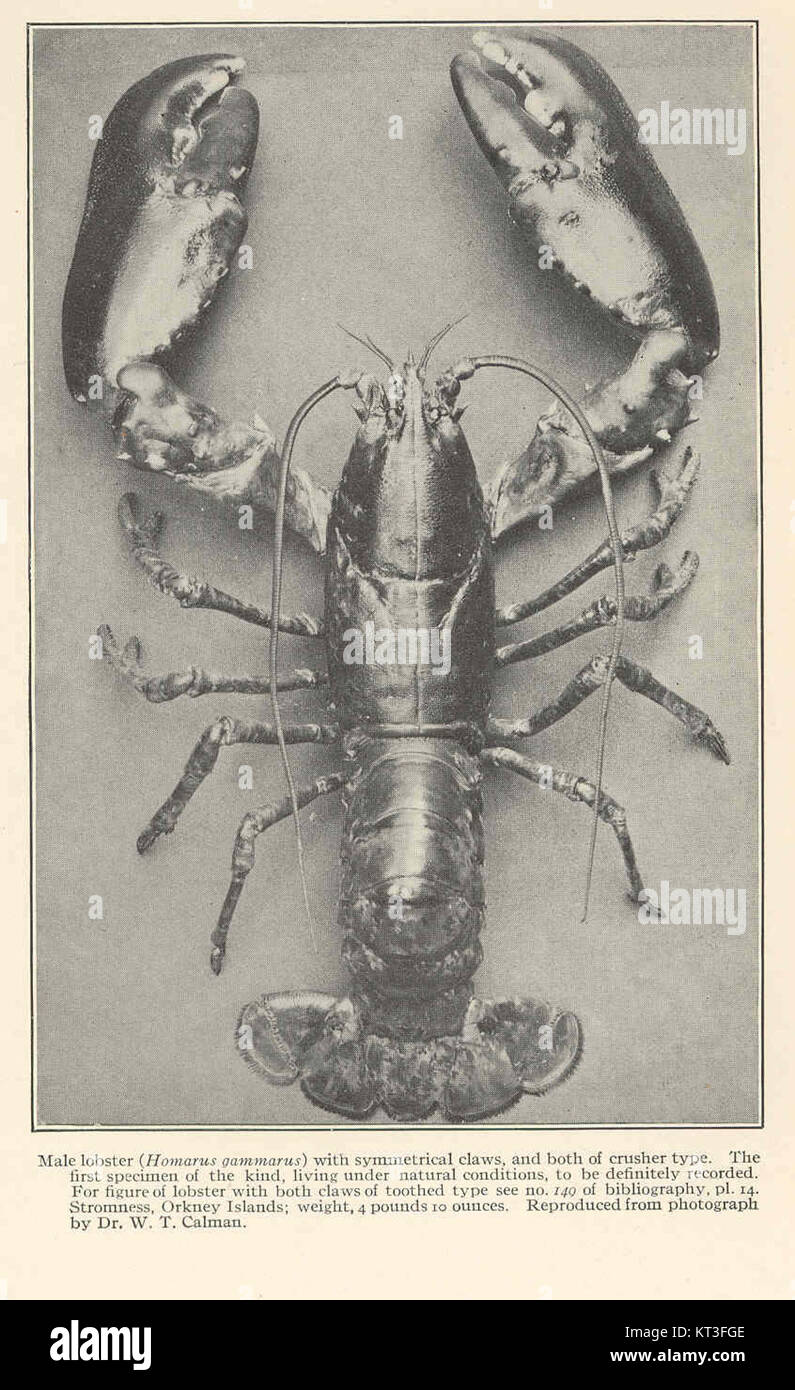 42983 Male Lobster Homarus Gammarus With Symmetrical Claws And Both 