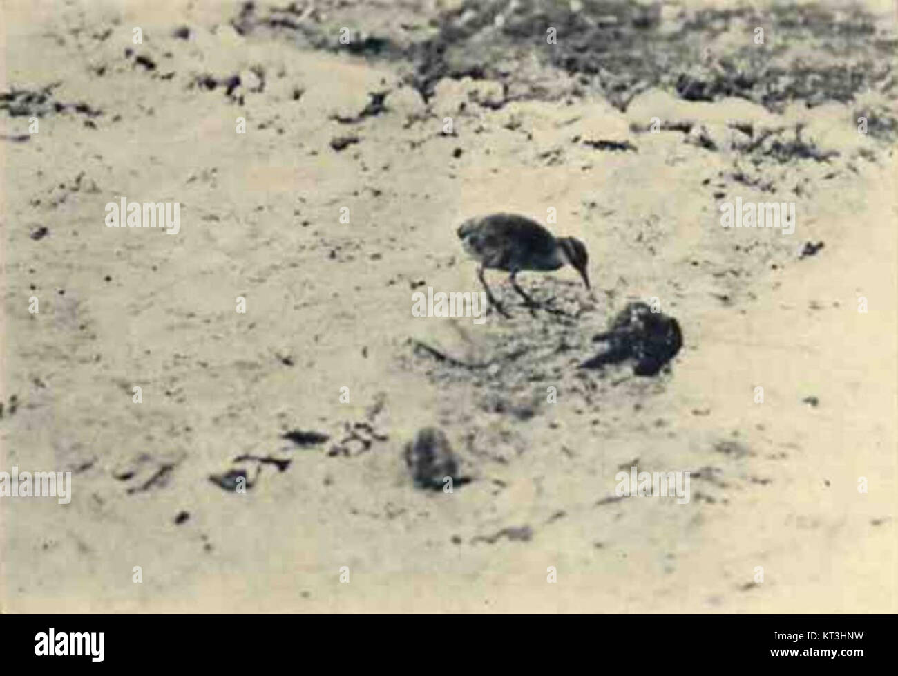 Gallirallus wakensis hires stock photography and images Alamy