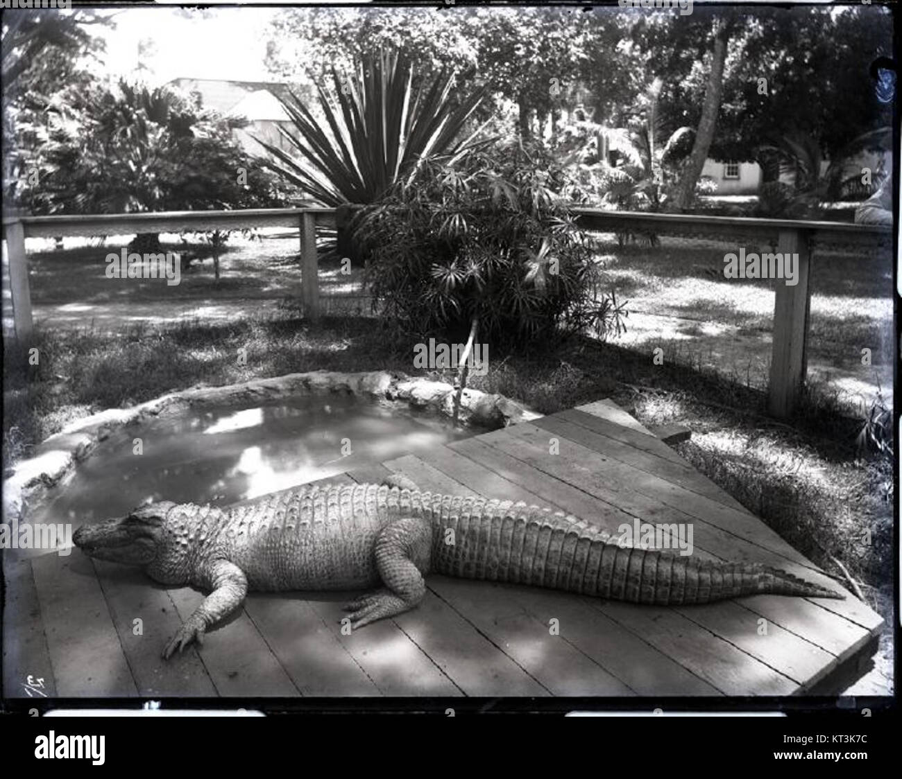 Alligator Saint Louis College (1) photograph by Brother Bertram Stock
