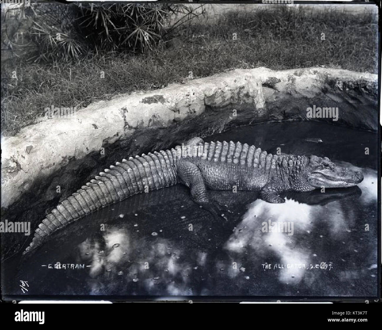 Alligator Saint Louis College (2) photograph by Brother Bertram Stock