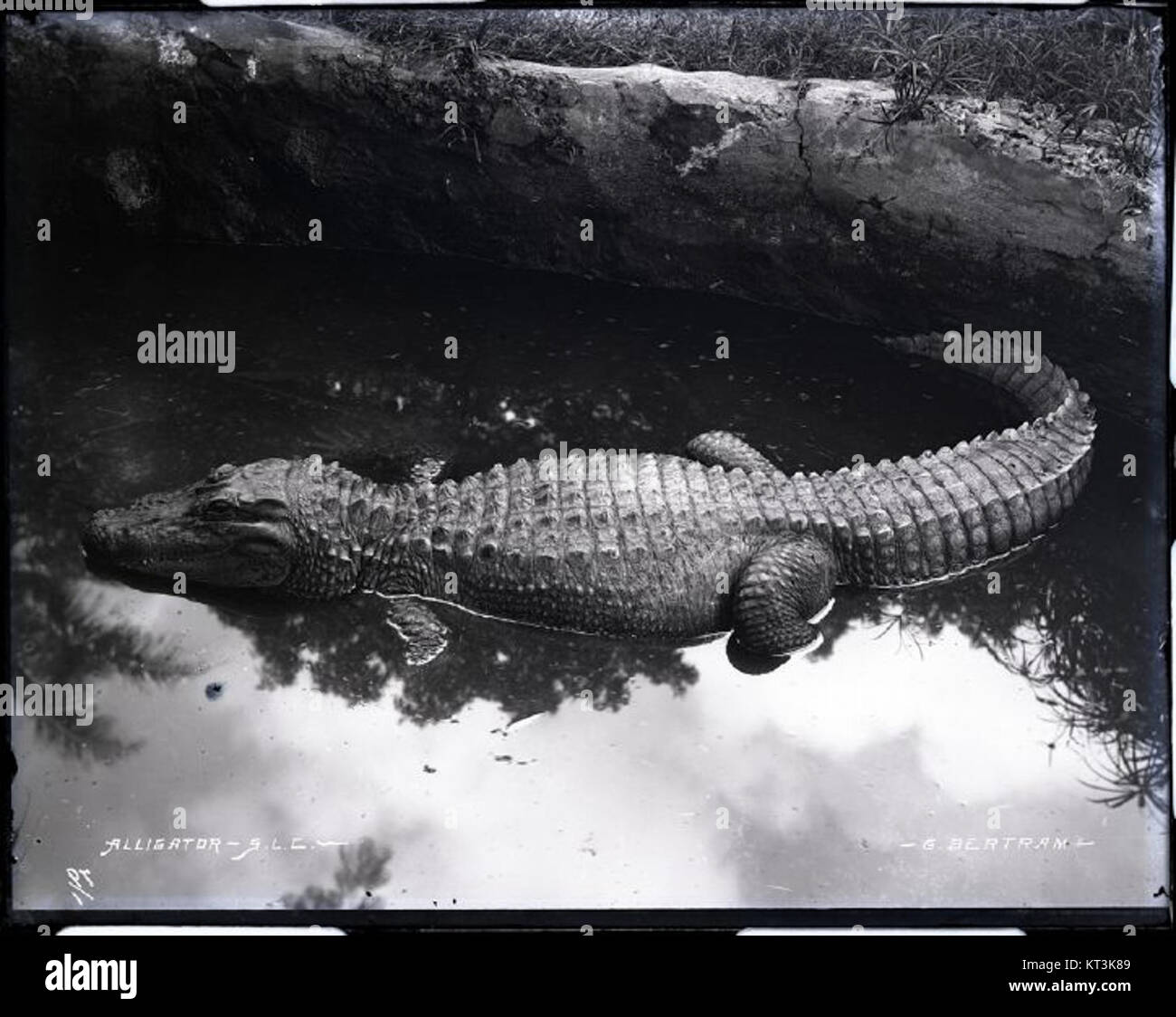 Alligator Saint Louis College (3) photograph by Brother Bertram Stock