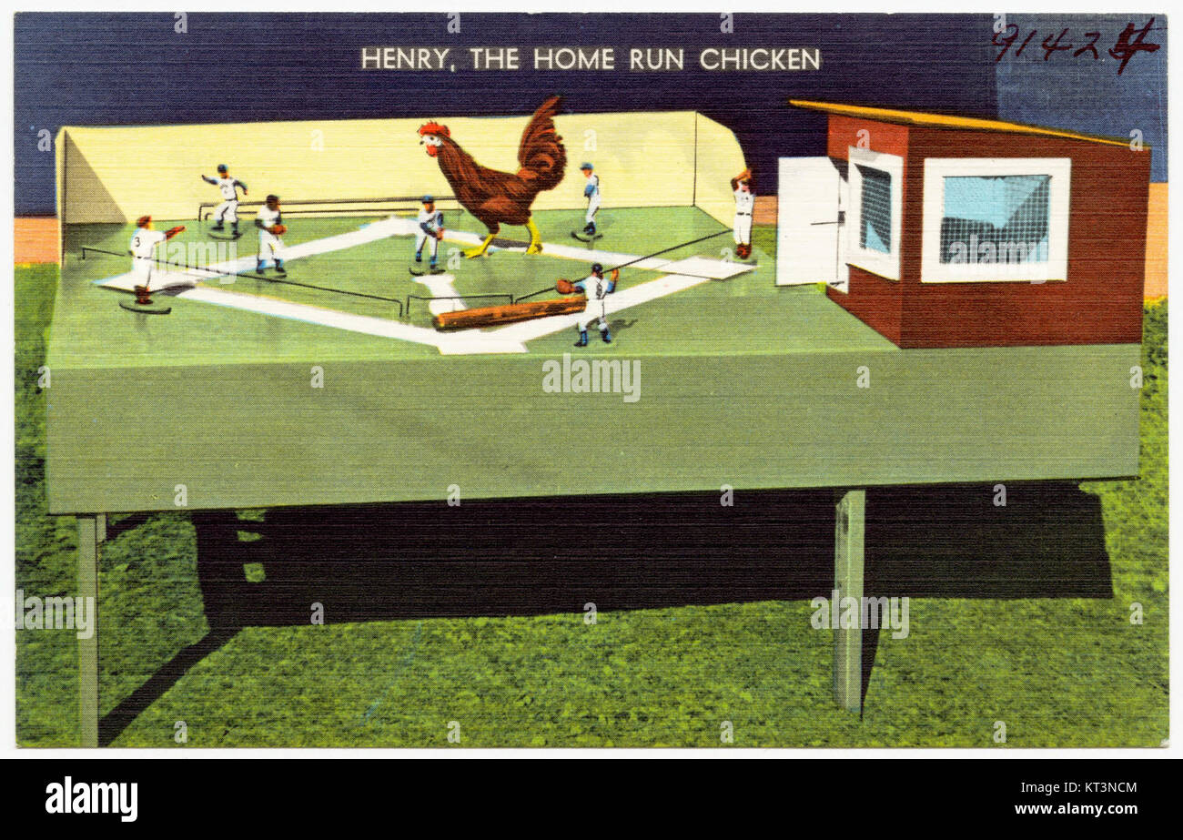 Henry, the home run chicken (91424 Stock Photo Alamy