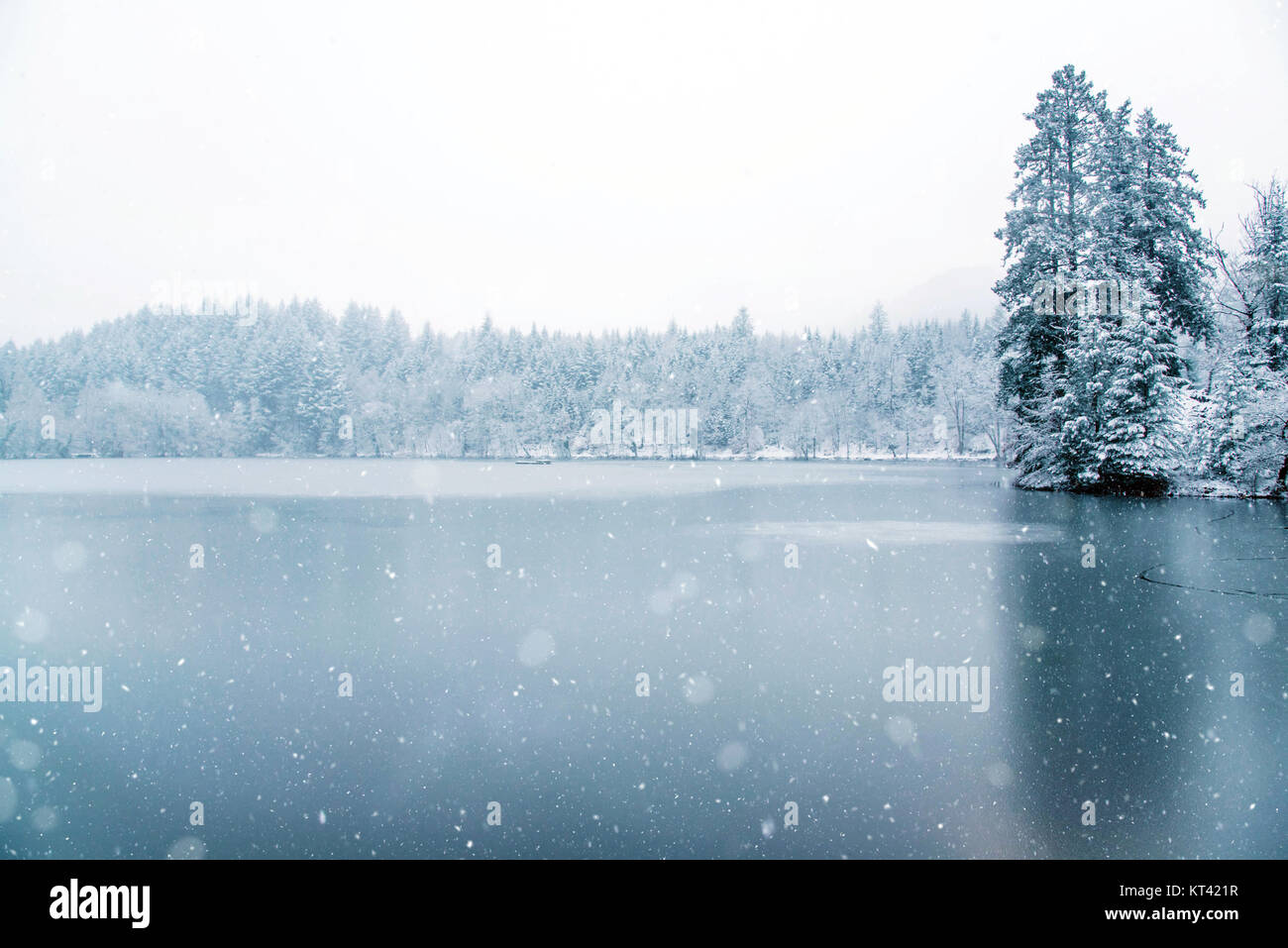 Frozen lake in snowy forest. Black forest, Germany Stock Photo - Alamy