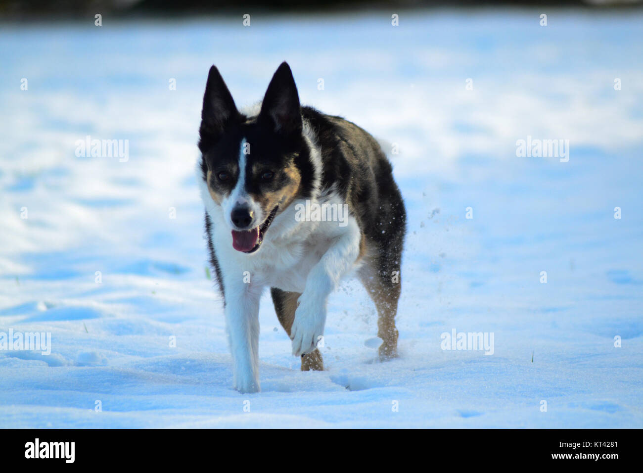 Dog walking in the snow on a cold but clear day Stock Photo Alamy