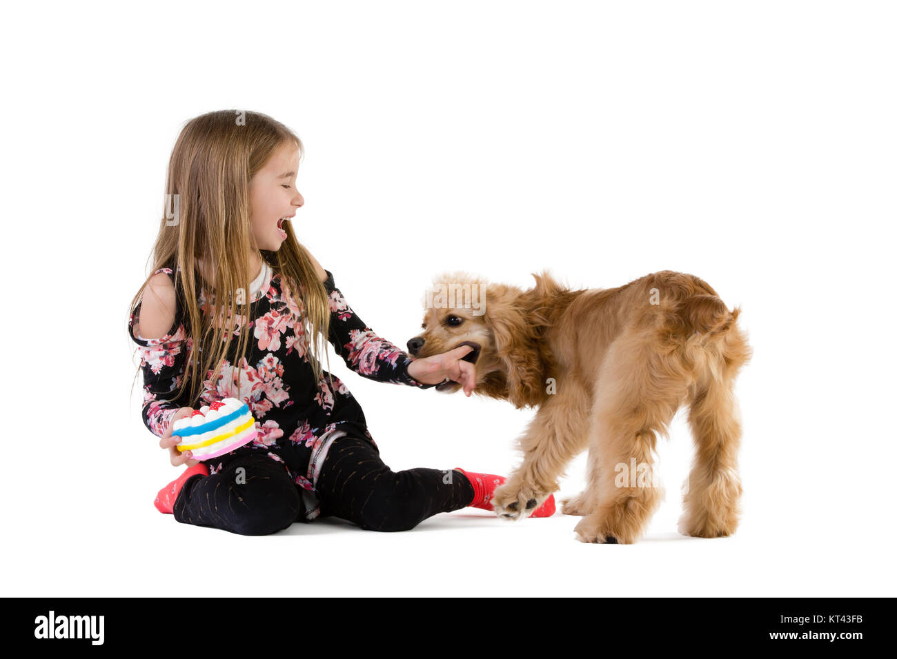 Happy young girl laughing as she plays with her young golden cocker spaniel puppy as they sit together on the floor over white Stock Photo