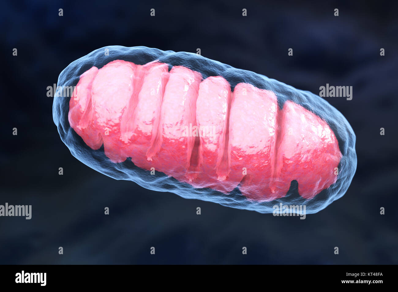 Mitochondrion is a double membrane-bound organelle found in all eukaryotic organisms. 3D illustration Stock Photo