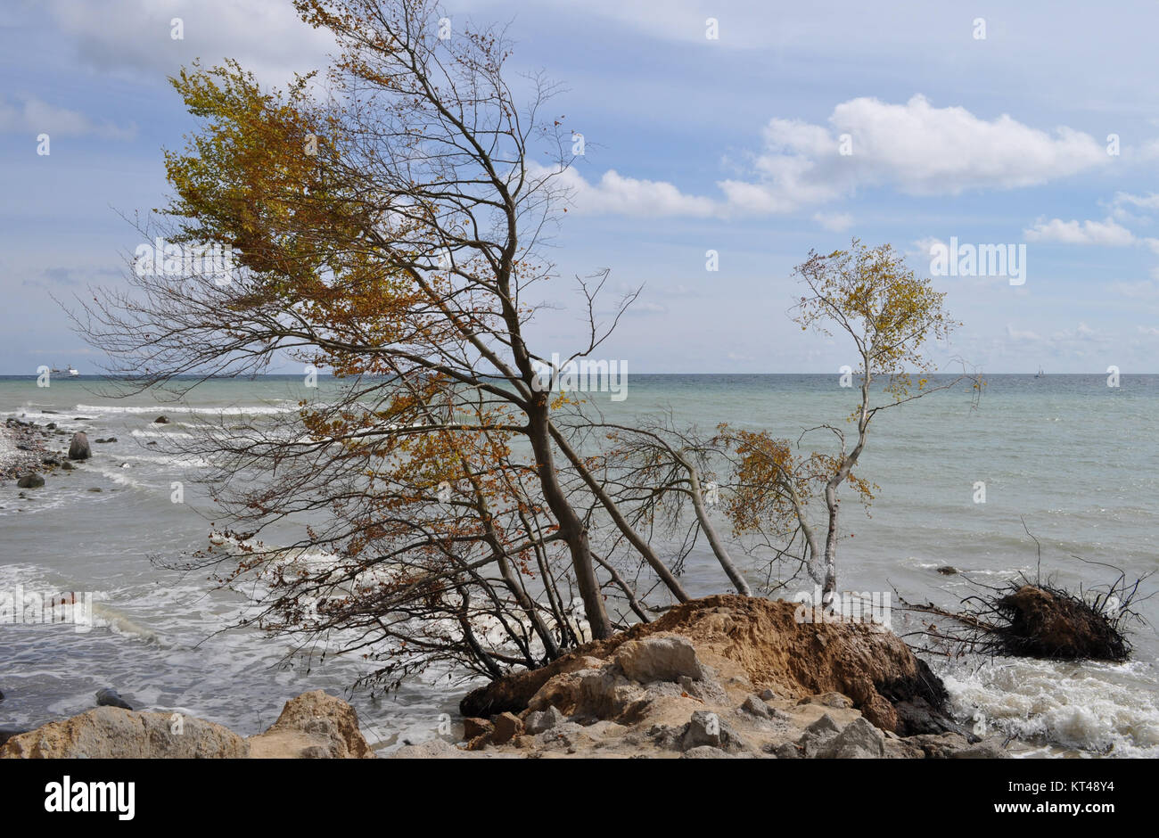 Stranded Trees By The Sea Stock Photo Alamy