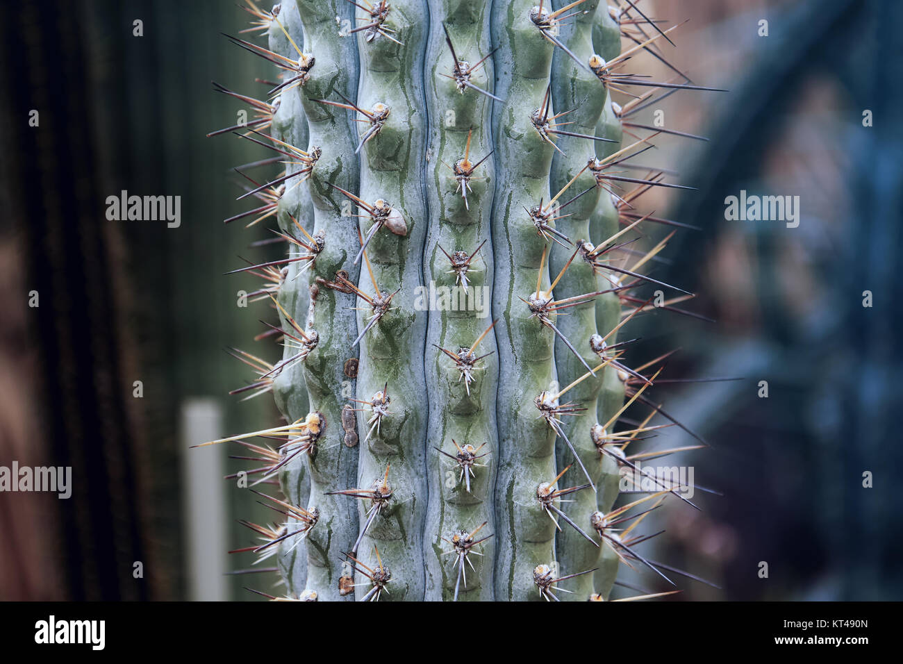 Browningia hertlingiana also known as the Blue Cereus or Blue cactus Stock Photo