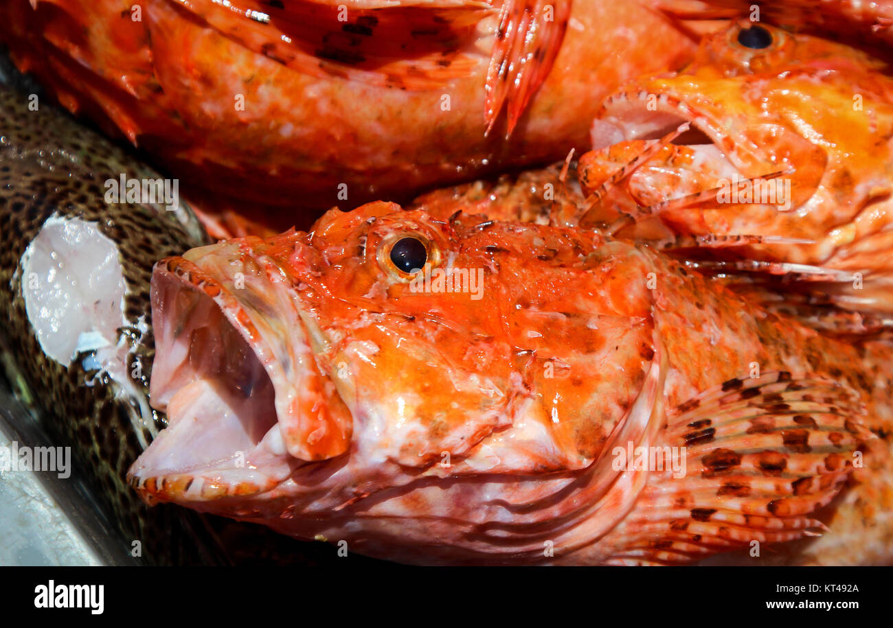 red scorpionfish,neomerinthe hemingwayi,fish,nature Stock Photo