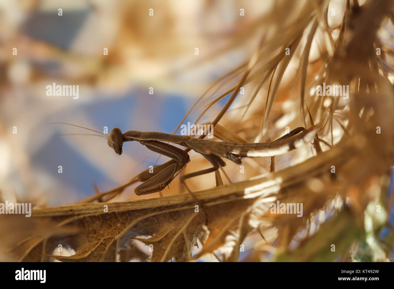 praying mantis between shrub Stock Photo