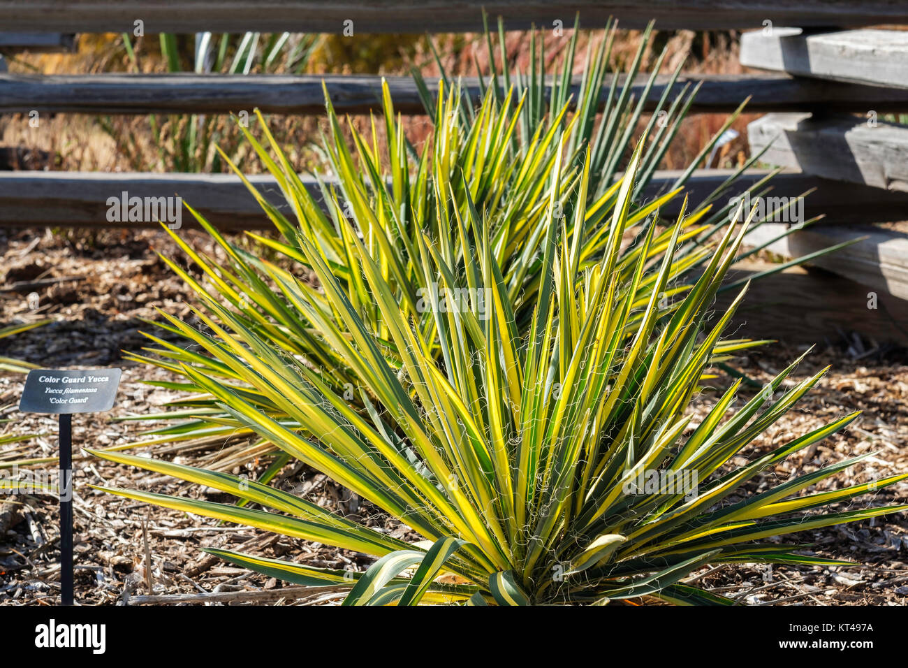 Color Guard yucca, Yucca filamentosa, 'Color Guard' and name plate after  a freeze with blooms gone. Oklahoma, USA. Stock Photo