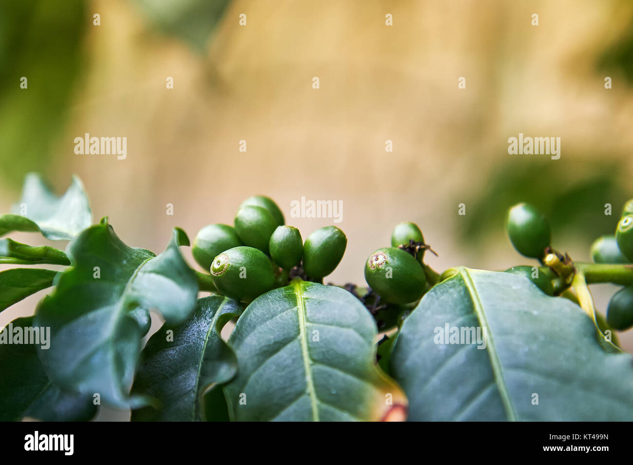 coffea-arabica-plant-and-fruit-also-known-as-arabian-coffee-copy