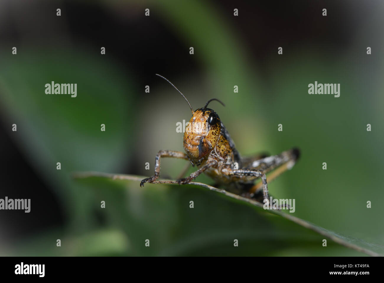 Small Locust small migratory locust Stock Photo - Alamy
