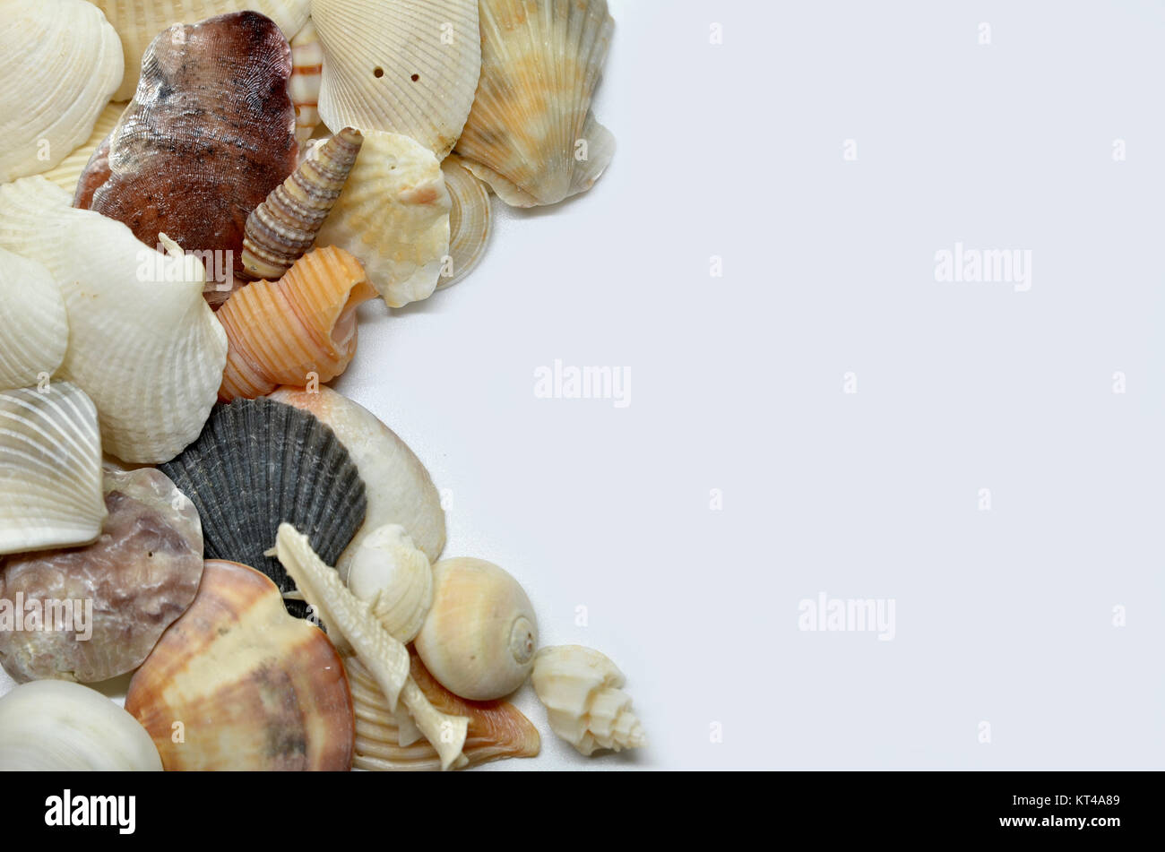 Sea shells scraped together Stock Photo - Alamy