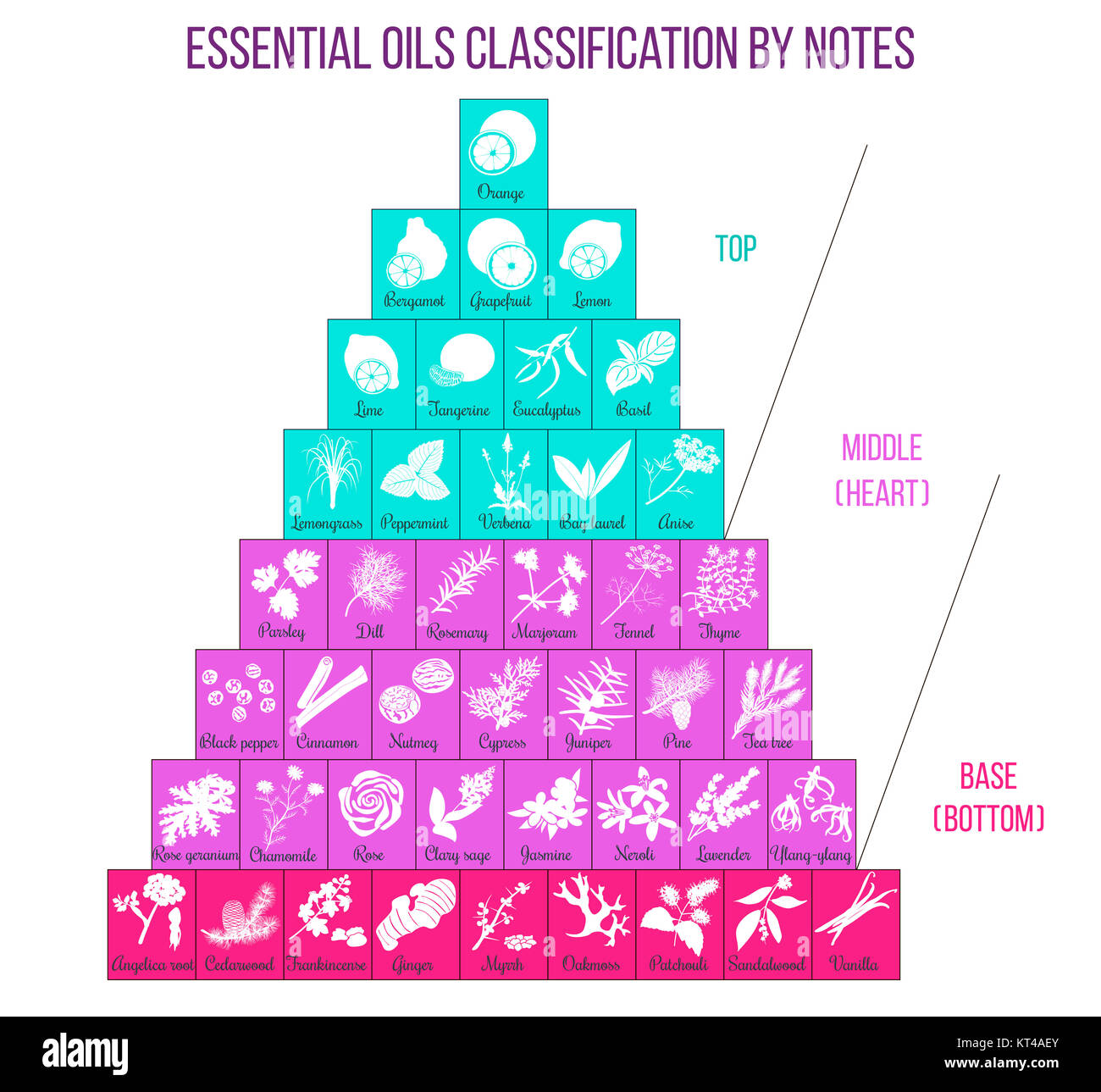 Aromatherapy and essential oils classification infographics Stock Photo