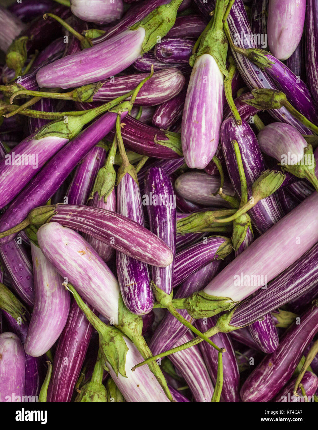 Bitter eggplant hires stock photography and images Alamy