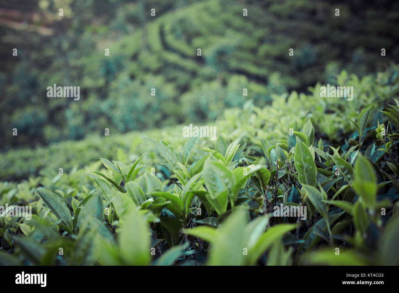 Tea plantation in sunset time. Nature background Stock Photo - Alamy