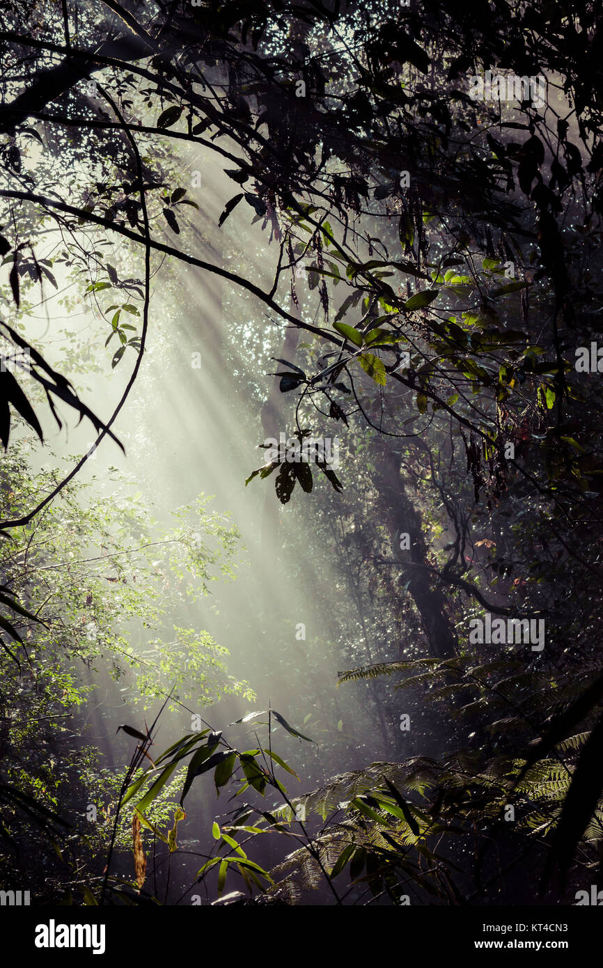 Sun rays shines through leaves hi-res stock photography and images - Alamy