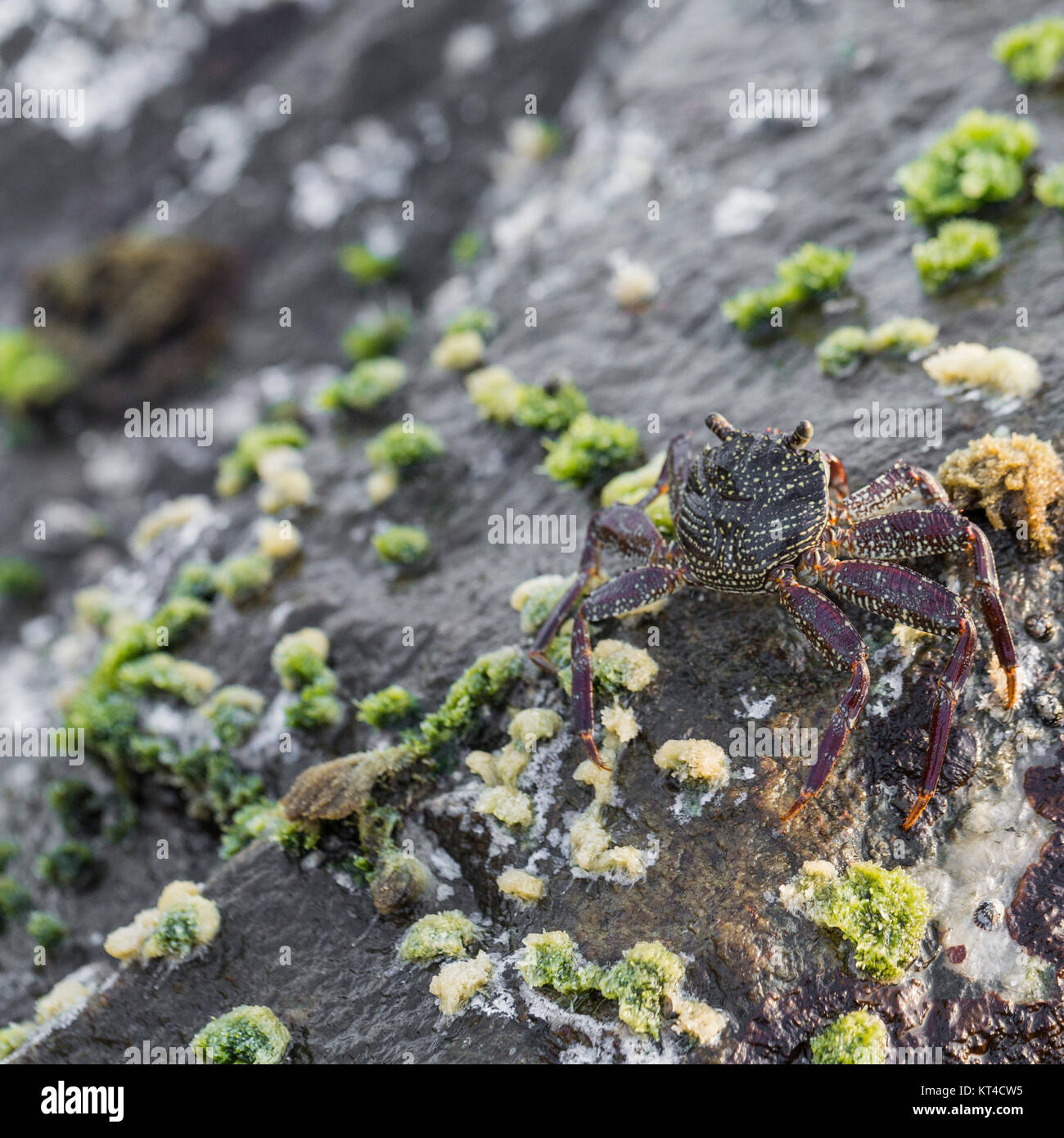 Crawfish Shell On Rocks Detail of rocks on a coast. Texture of cliffs with a sea-shell crab ...