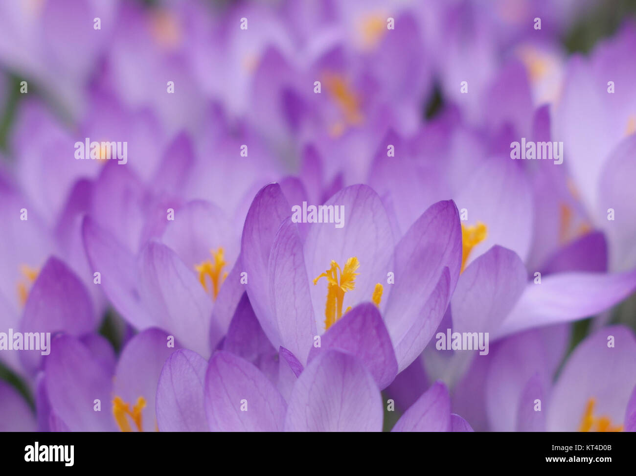 Violet blossoms of crocuses Stock Photo