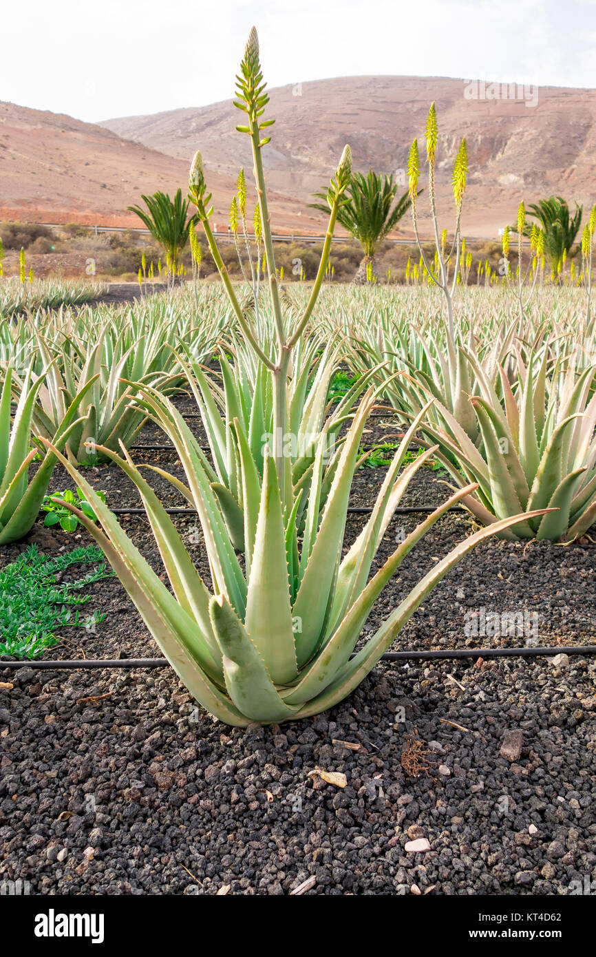 FUERTEVENTURA, SPAIN-7th Nov 2017 Manufacturing of Aloe Vera is the third largest economic income for the island after tourism and bananas. Stock Photo