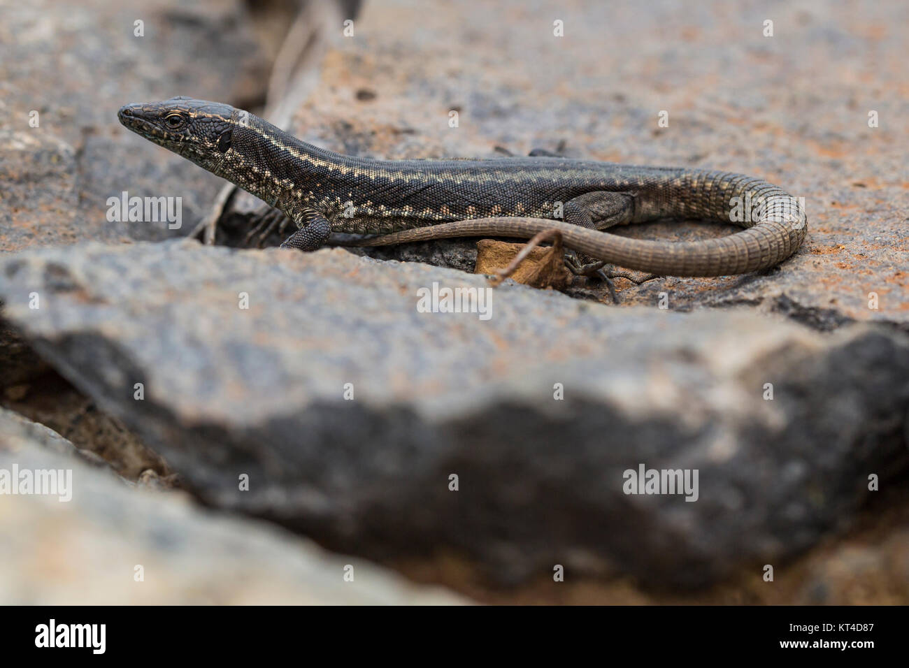 Lagartixa da madeira hi-res stock photography and images - Alamy