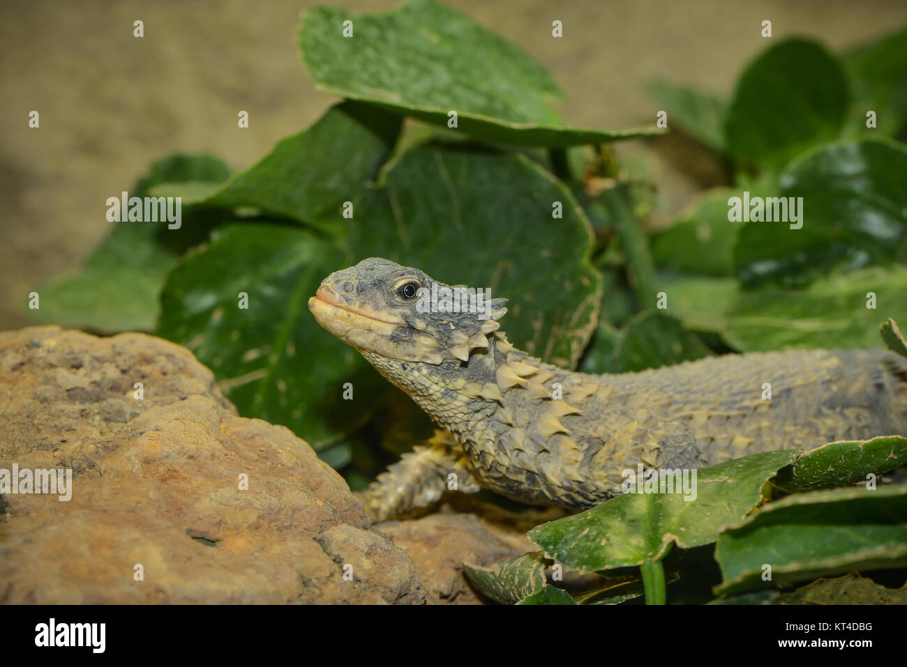spiny lizard Stock Photo