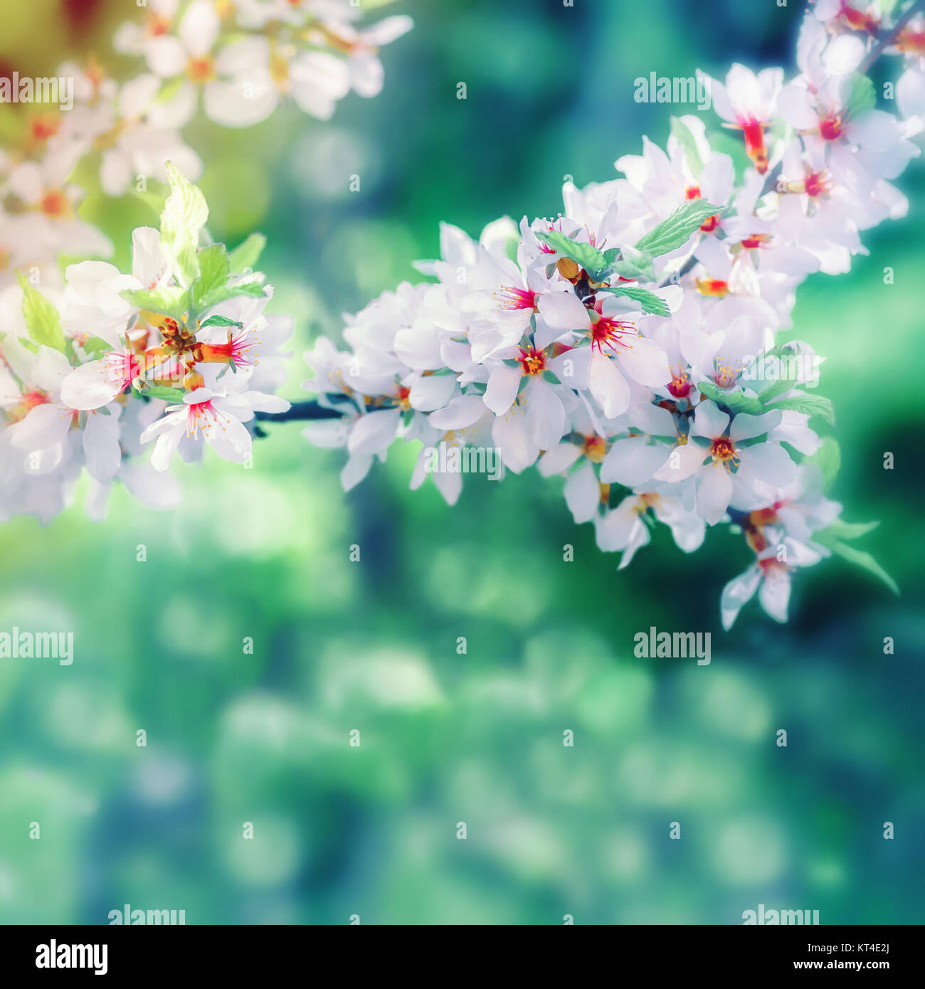 Spring Blured Floral Background Stock Photo - Alamy