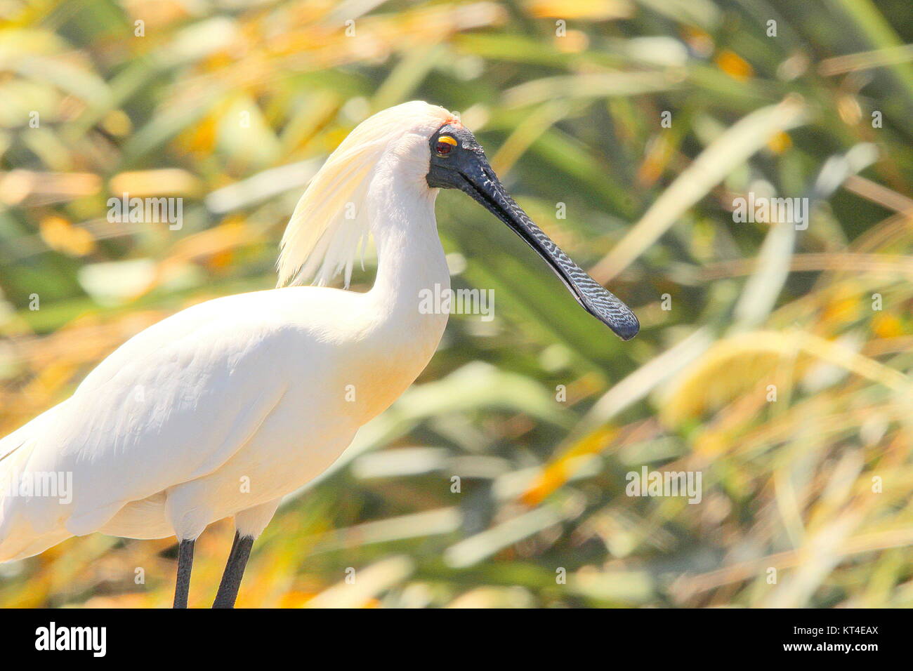 Royal spoonbill Stock Photo - Alamy