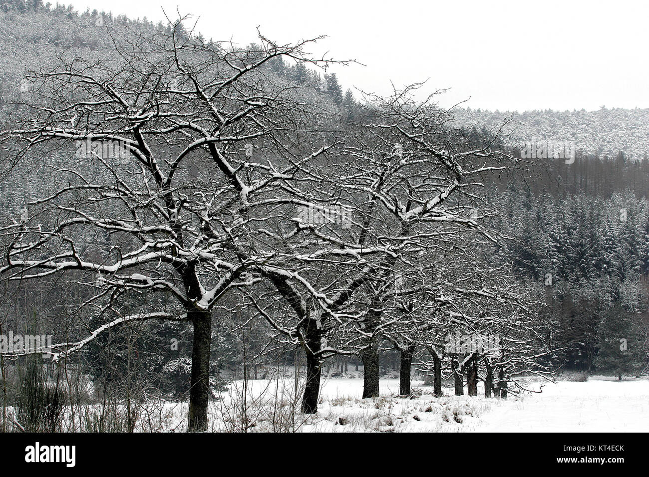 forest in winter Stock Photo - Alamy