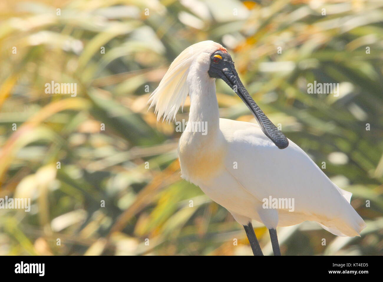 Royal spoonbill Stock Photo - Alamy