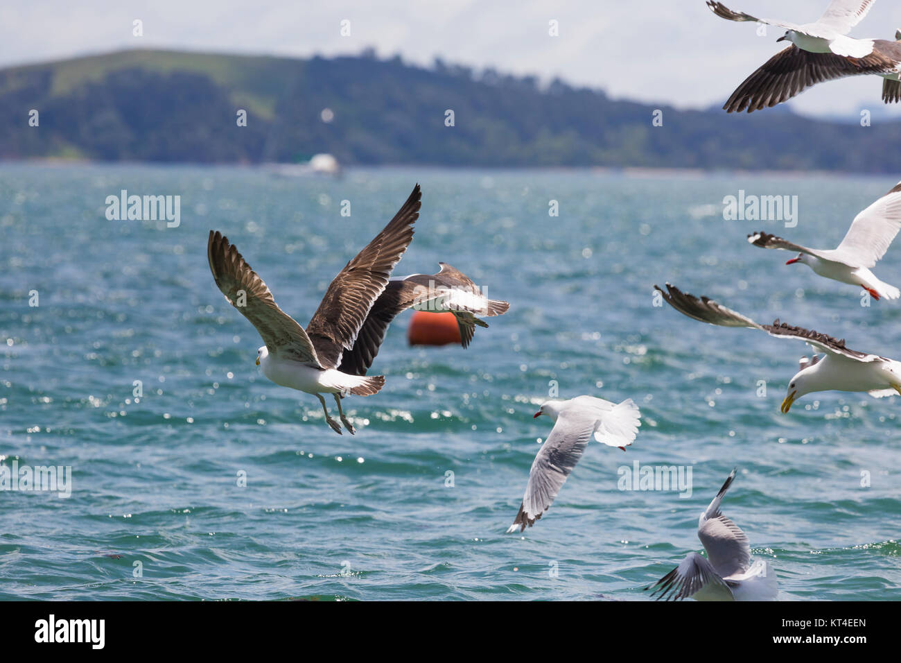Sea Gull in New Zealand coast. Stock Photo