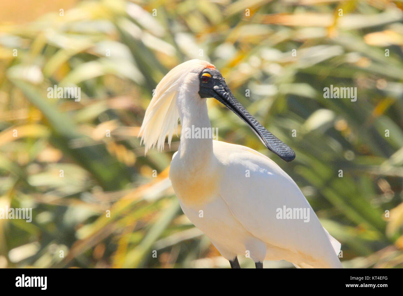 Royal spoonbill Stock Photo - Alamy