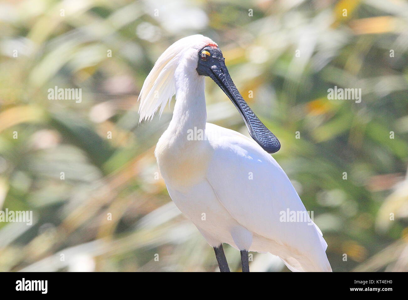 Royal spoonbill Stock Photo - Alamy