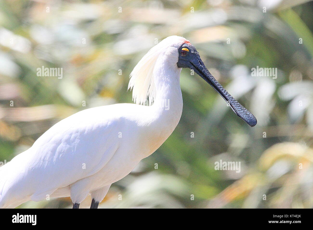 Royal spoonbill Stock Photo - Alamy