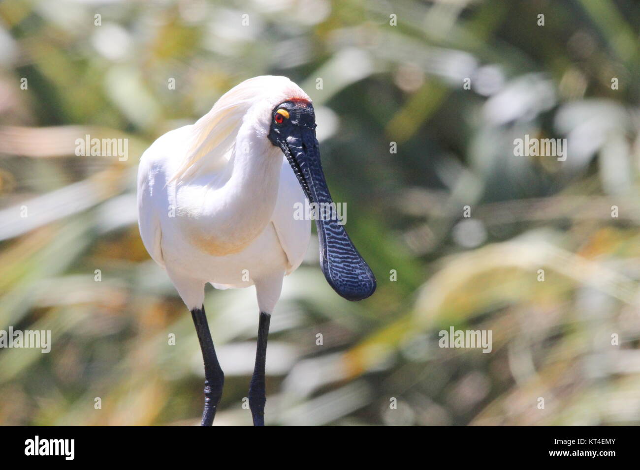 Royal spoonbill Stock Photo - Alamy