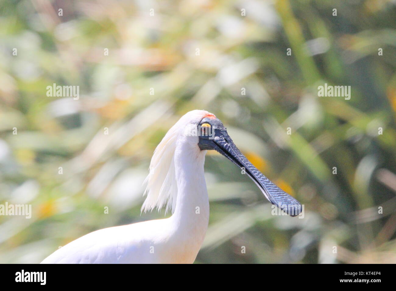 Royal spoonbill Stock Photo - Alamy