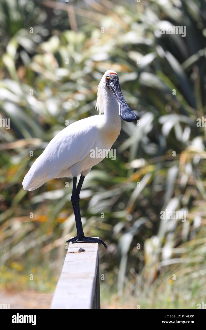 Royal spoonbill Stock Photo - Alamy