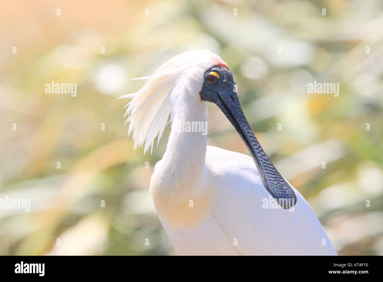 Royal spoonbill Stock Photo - Alamy